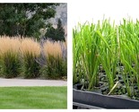 3 Live Plants Feather Reed Grass Karl Foerster Calamagrostis - £55.79 GBP