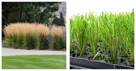 3 Live Plants Feather Reed Grass Karl Foerster Calamagrostis - $70.93