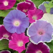 USA SELLER Morning Glory Seeds Early Call Mix 50 Thru 500 Seeds You Pick Amount  - £14.10 GBP