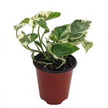 N Joy Pothos Epipremnum Aureum 4 inch Pot Good In Low Light New Fast Shipping - £26.18 GBP