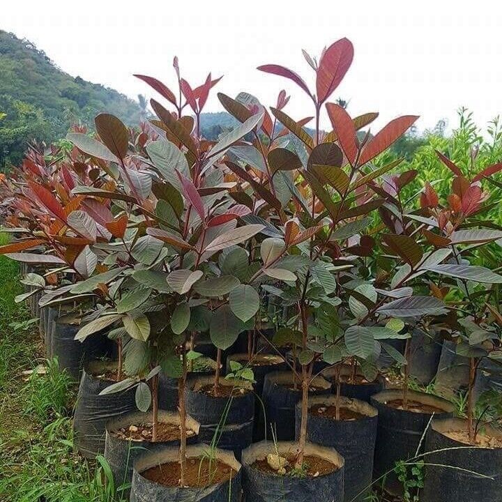 1Pcs Red malaysian guava Live Plant 3’-4’ Psidium guajava tropical fruit tree - $99.98