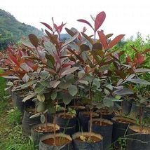 1Pcs Red malaysian guava Live Plant 3’-4’ Psidium guajava tropical fruit... - £78.16 GBP