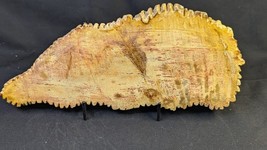 Petrified Wood Large Decorative Crystal Slices ≥10.0&quot; &amp; over 29 oz each ... - $1,014.06 MXN