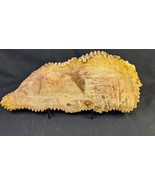 Petrified Wood Large Decorative Crystal Slices ≥10.0&quot; &amp; over 29 oz each ... - $76.56 CAD