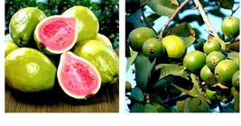 Lemon Apple Pink Guava Tree Fruit 20 Seeds ‘Ruby Supreme’ Plant Psidium guajava - £15.71 GBP