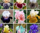 Iris Flower Seeds Garden   Plants Bearded White Purple 20 Seeds / Ts - £6.47 GBP