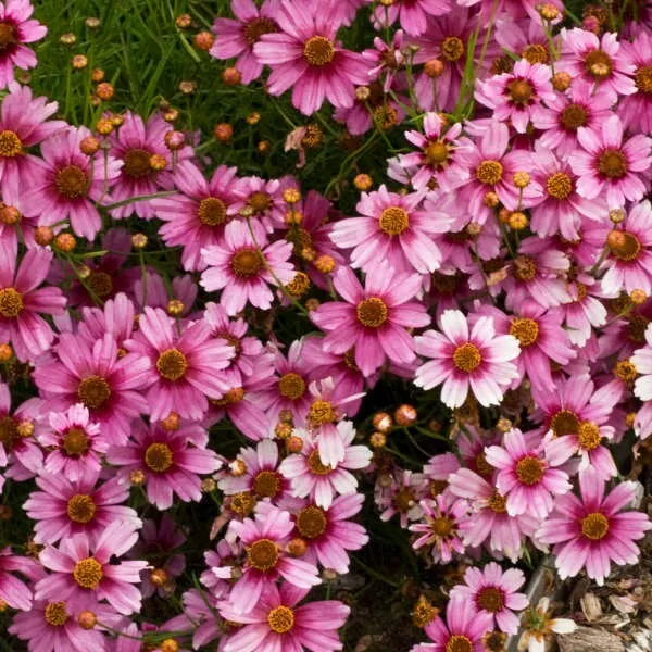 Sun Coreopsis Heaven&#39;S Gate Pink New Tickseed 2.5 Inch Pot  - £21.19 GBP