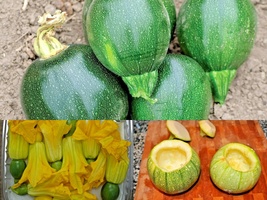 30+Round Zucchini Summer Squash Vegetable Seeds Garden Container Easy - £12.93 GBP