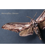 Giant Apple Hawkmoth Langia Zenzeroides XL Real Framed Entomology Shadowbox - $1,392.78 MXN