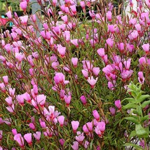 US Seller 500 Pink Farewell To Spring Clarkia Elegans Godetia Flower Seeds Fast  - $13.80