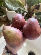FREE SHIPPING 5 SEEDS RED ANJOU PEAR NON-GMO FRUIT TREE - £11.12 GBP