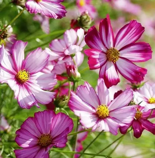 50 Picotee Cosmos Flower Seeds USA Seller - $8.50