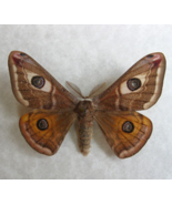 Saturnia Pavonia Ligurian Emperor Taxidermy Moth Framed Entomology Shadowbox - $68.99