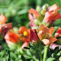 Sphaeralcea Coccinea Scarlet Globemallow Copper Mallow 10 Seeds Fresh Seeds - $19.20