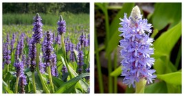 Bareroot | Pontederia cordata | Large Purple Pickerel Weed | Pickerel Rush - £27.63 GBP