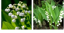 Beautiful 5 Lily of the Valley, May Lily, May Bells roots-(Convallaria majalis) - £26.04 GBP