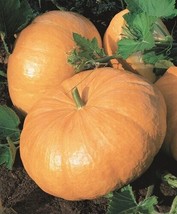 5 SEEDS PUMPKIN YELLOW OF PARIS FAST PLANT HEIRLOOM SEEDS SPEEDY GARDEN ... - $8.35