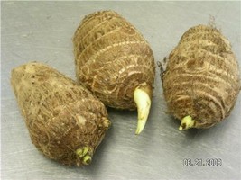3 Live Bulbs Colocasia Esculenta Elephant Ear Taro Gabi Kalo Eddo Fast Growing - £19.56 GBP