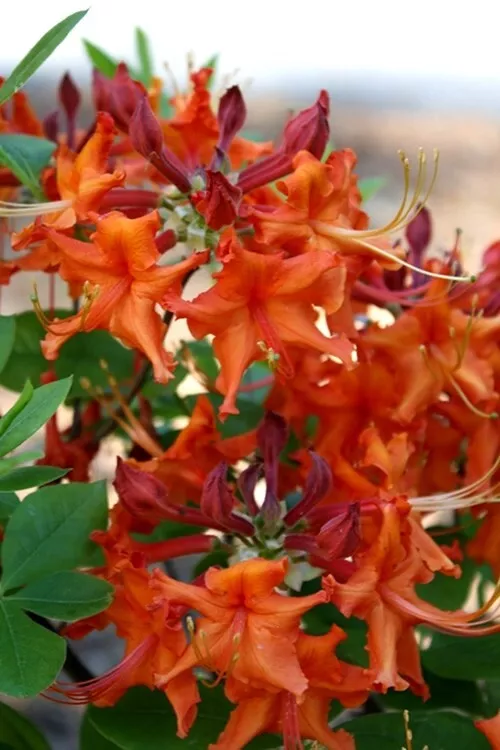 RED PEPPER Aromi Azalea Rhododendron Deciduous baby plant - £30.10 GBP