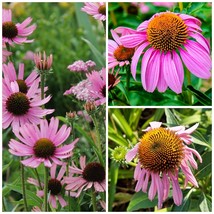 400+ SEEDS ECHINACEA PURLE RED CONE WILDFLOWER - £10.97 GBP