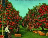 Picking Oranges In Sunny Florida FL AgricultureLadders UNP Linen Postcard - $3.91