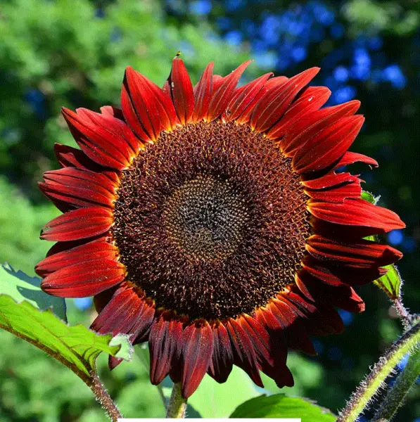 Sunflower Red Sun 25 35 Seeds Heirloom Open Pollinated Free Ship Usa Garden Fres - £4.72 GBP