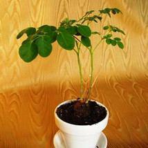 US Seller 2Pcs Moringa Borziana Seeds Bonsai Plant Fast Shipping - £23.35 GBP