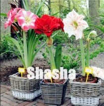 USA SELLER 100Pcs Mixed Amaryllis Seeds Red White Pinkish White Mix Colors Fast  - $16.18