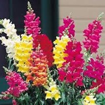 USA Seller 50 Antirrhinum Snapdragon Frosted Flames Mix Annual Flower Seeds Fast - £16.78 GBP