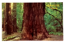 Muir Woods National Monument Redwoods Trees California CA Postcard c1970s - £3.84 GBP