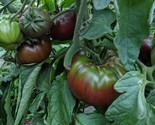 60 Seeds Russian Black Krim Tomato Seeds Non Gmo Organic Heirloom Fresh ... - $8.99