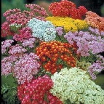 US Seller 50 Colorado Mix Achillea Yarrow Deer Resistant Perennial Flower Seeds  - £13.41 GBP