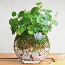 Flower Seeds Pilea 50 Seeds Bag Copper Grass Cold Water Putdoor Pot Seed... - $7.22