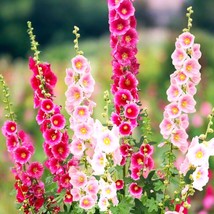 Singleflowered Mix Hollyhocks Seeds Alcea Rosea Mixed Colors Cottage Rose Tall F - £6.41 GBP