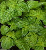 Genovese Basil Herb Seeds NON-GMO Heirloom Variety Sizes  - £2.37 GBP