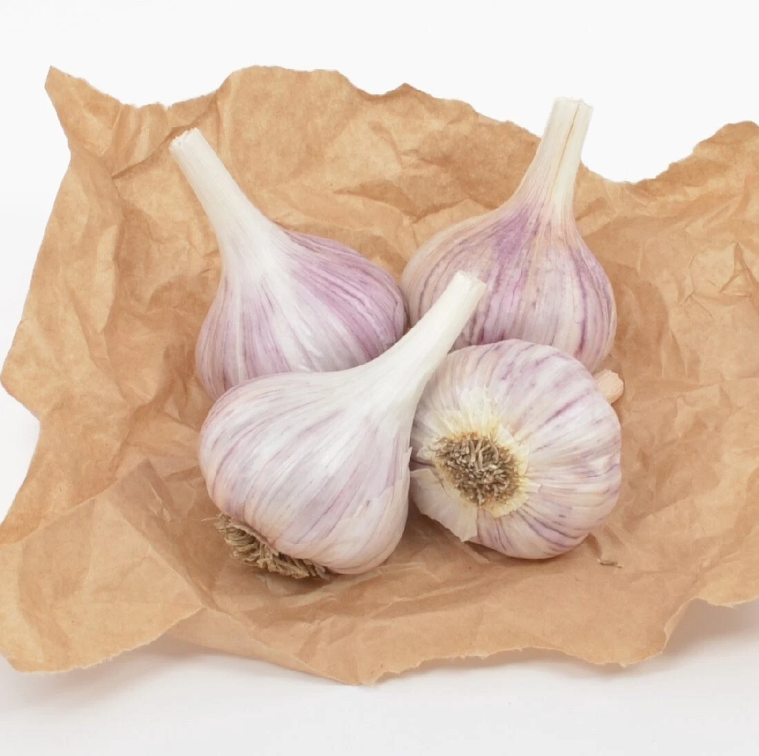Peruvian Purple Stripe GARLIC  3 Bulbs Fresh Organic Heirloom Plant or Eat - €16,17 EUR