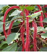 Acalypha Hispida Chenille Plants Bonsai Ornamental Flowers - 100 Seeds - $9.36