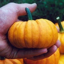  15 Jack Be Little Pumpkin Seeds - Heirloom - Organic -  -FRESH - £4.37 GBP