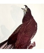 Bald Eagle Juvenile Bird Lithograph 1950 Audubon Antique Art Print DWP6D - €25,82 EUR Bald Eagle Juvenile Bird Lithograph 1950 Audubon Antique Art Print DWP6D - €25,82 EUR