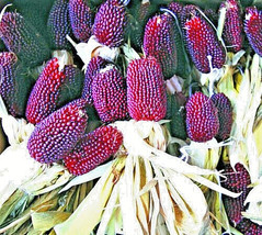 FA Store 80 Strawberry Popcorn Seeds Red Ornamental Corn - £7.23 GBP