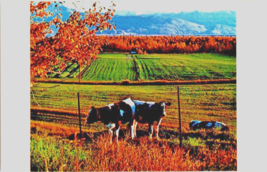 Postcard Alaska Palmer Dairyland Holsteins  Matanuska Valley  1940s 5.5 x 3.5&quot; - £3.95 GBP