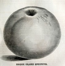 Rhode Island Greening Apple 1863 Victorian Agriculture Steel Plate Art D... - £39.41 GBP