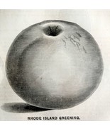Rhode Island Greening Apple 1863 Victorian Agriculture Steel Plate Art D... - £39.30 GBP