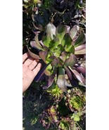 Aeonium Cyclop (1 Gal) - $67.00 CAD