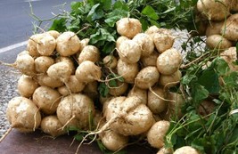 20 Jicama Mexican Yam Potato Bean Pachyrhizus Erosus Legume Root Seeds Fresh - $19.98