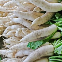 Fresh Seeds USA Radish Seeds Japanese Minowase Daikon Vegetable Gardening - £14.92 GBP