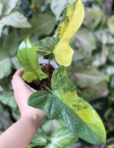 1 plant Philodendron Violin Variegated 1 - 2 leaf + bonus 1 plant sybhobiumn Alb - £199.83 GBP