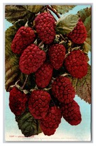 Cluster of Loganberries UNP DB Postcard Z5 - £2.31 GBP