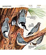 Nuthatches &amp; Creeper Varieties And Types 1966 Color Bird Art Print Natur... - $19.99