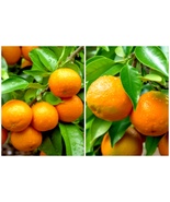 Shiranui/Sumo Mandarin, Dekopon Tangerine Tree - 26-30&quot; Tall - Live Citr... - £90.63 GBP